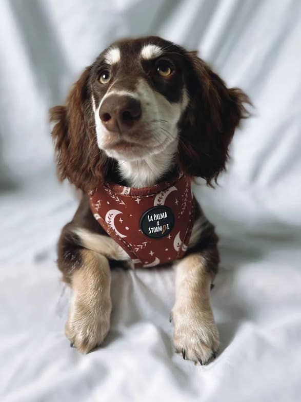 Barlee Harness for wholesale by La Palma Rhode