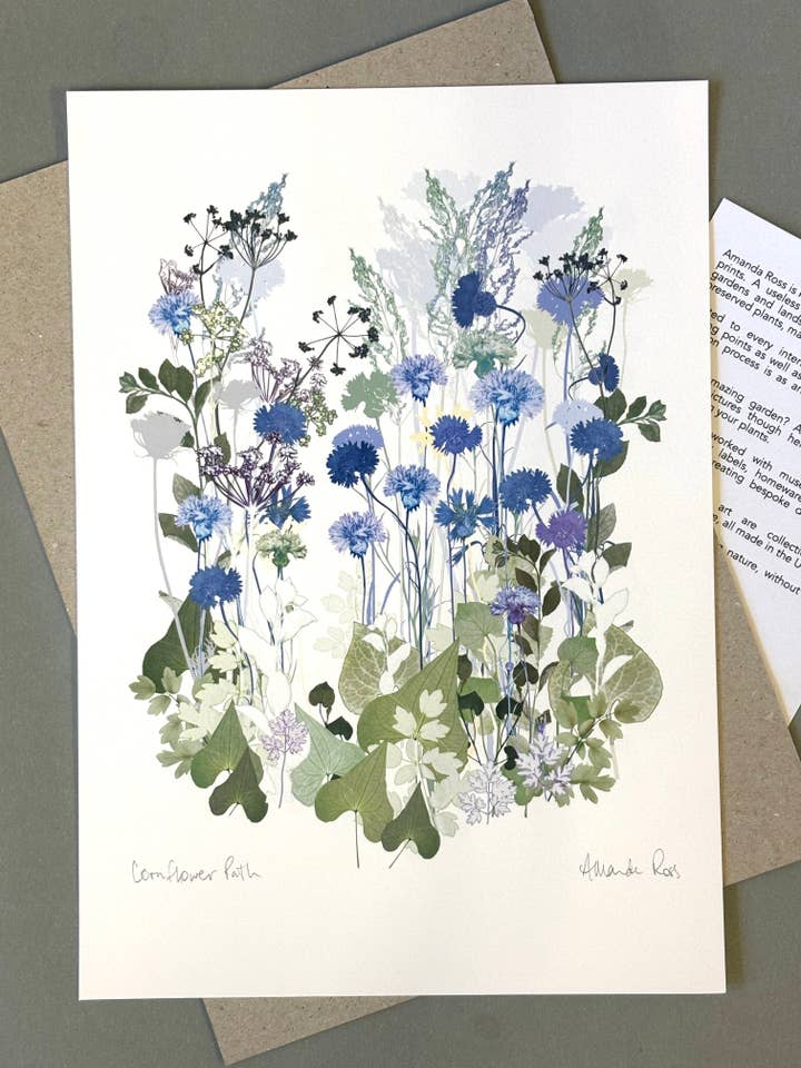 Cornflower Path paper Print US Size for wholesale by Amanda Ross