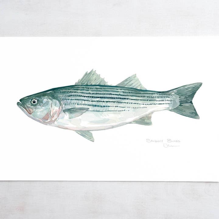 Striped Bass Watercolor Print, Fish Painting for wholesale by Studio Tuesday