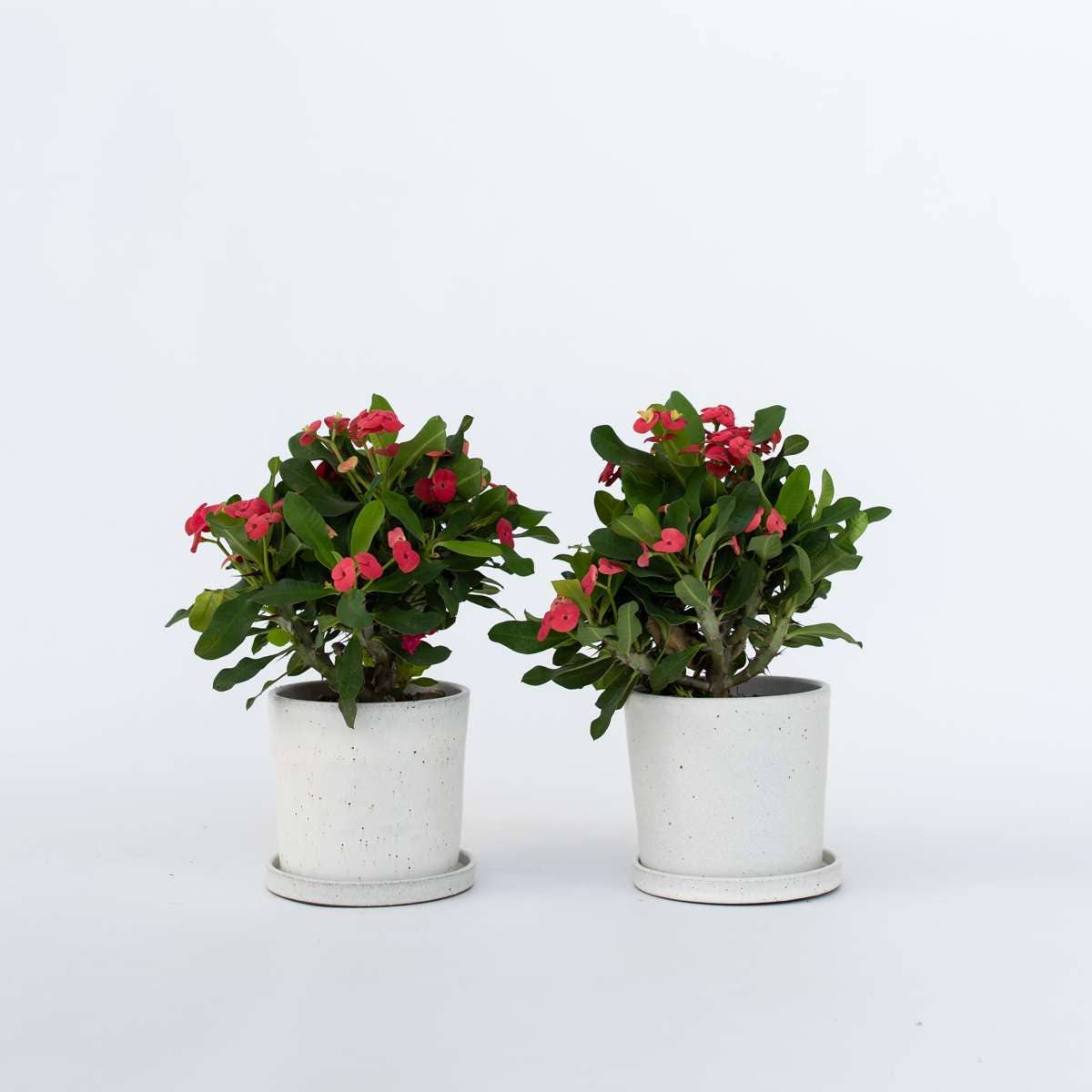 Oasis of Life - Wholesale Live Plant - Christ Thorn Euphorbia milii – 2 plants – Height 25–35cm – Ø13cm – Flowering succulent with pink flowers – Easy-care houseplant for sunny locations & warm interiors1