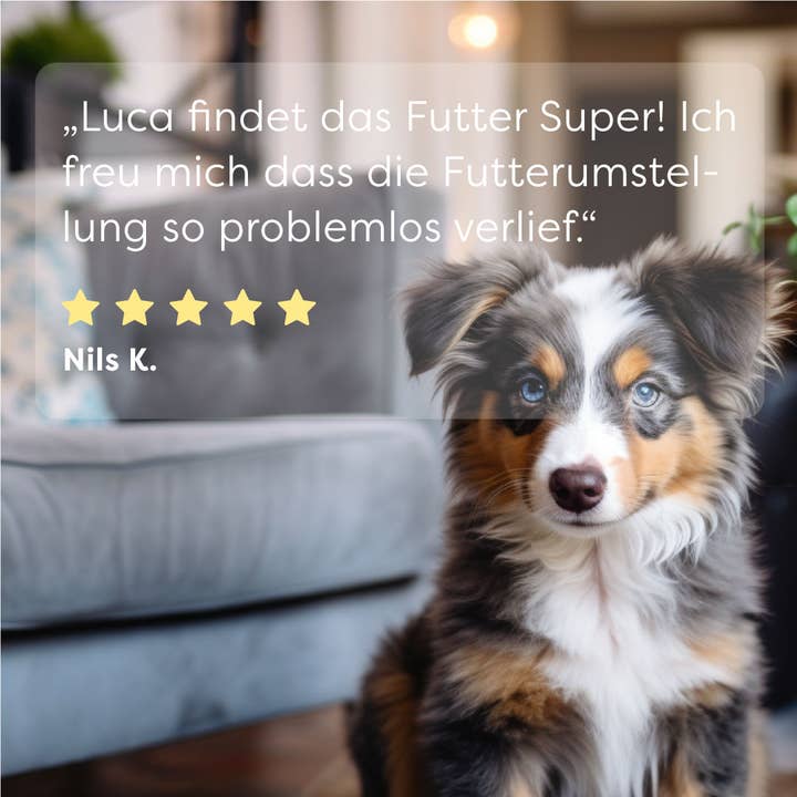 DrSAM - Wholesale Pet food – Dog - Premium dry turkey & amaranth food for dogs - 1.8 kg6