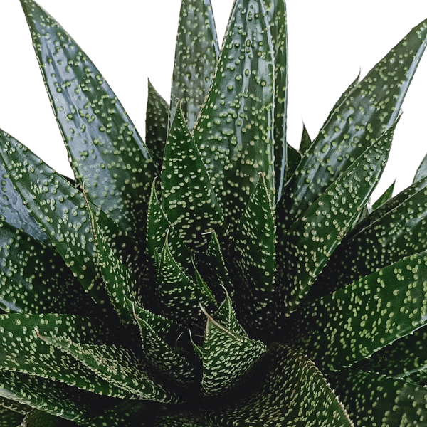 Oasis of Life - Wholesale Succulent - Gasteria d Due – Succulent Houseplant – Dark Green Spotted Leaves – Height approx. 17cm – Easy to Care for & Decorative – Direct from the Grower1