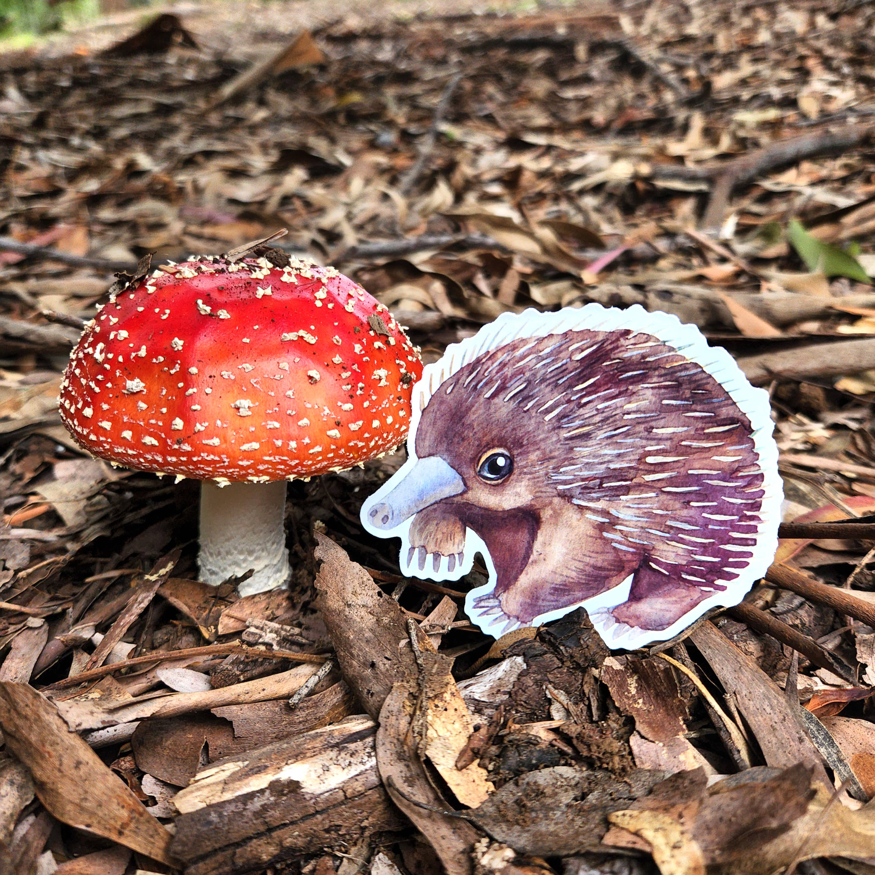 Watercolour By Cat - Wholesale Sticker - Large Australian Animal Vinyl Sticker15