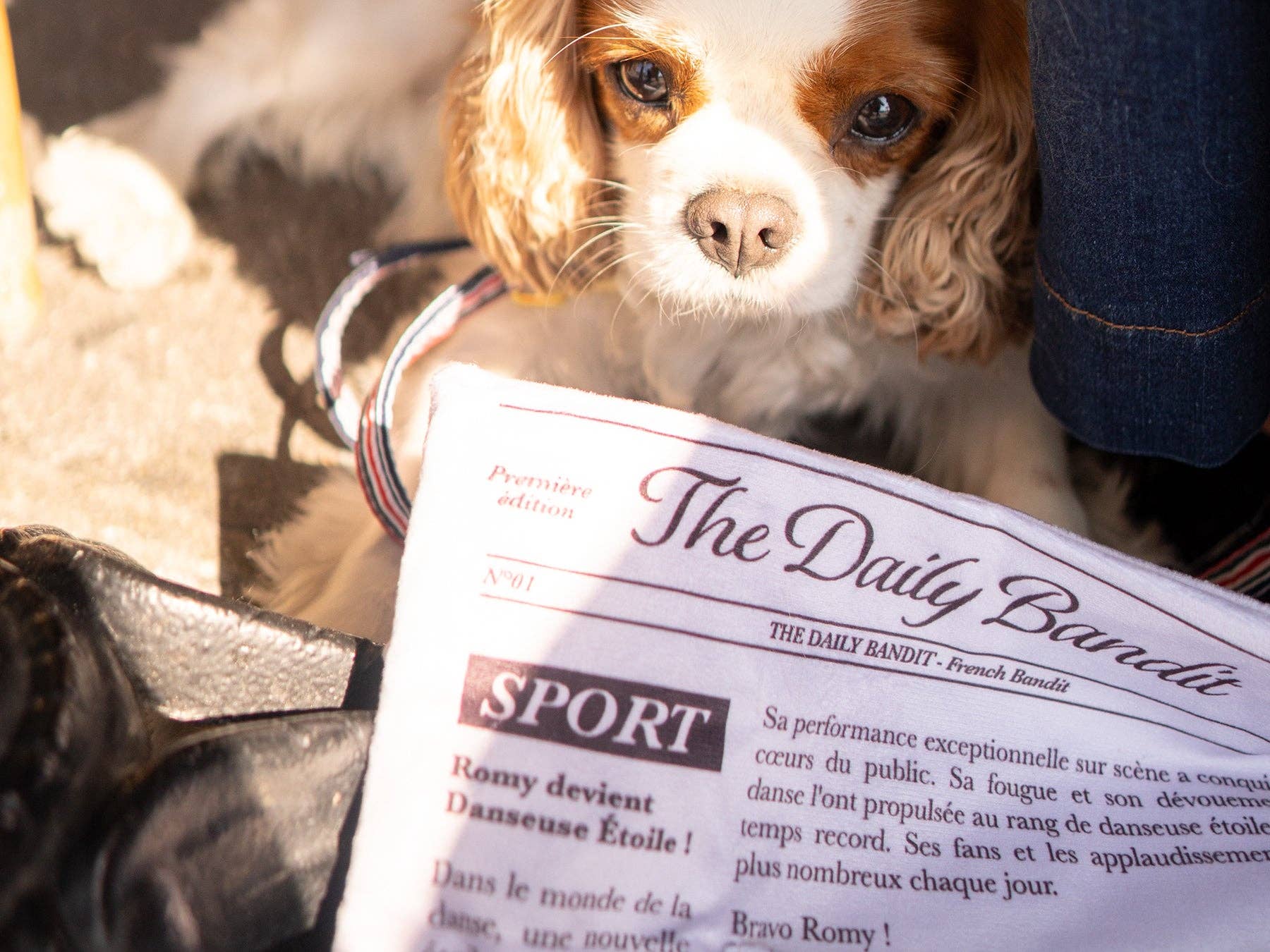 French Bandit – Engroshandel Tøjdyr - Hund – Hundelegetøj formet som en avis5