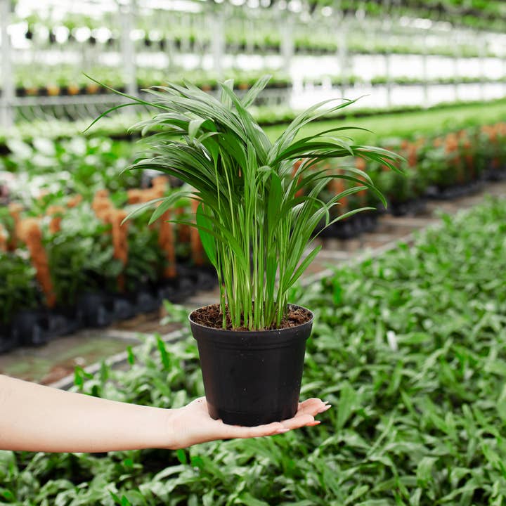 Lively Root - Wholesale Live Plant - Areca Palm Indoor Tree6