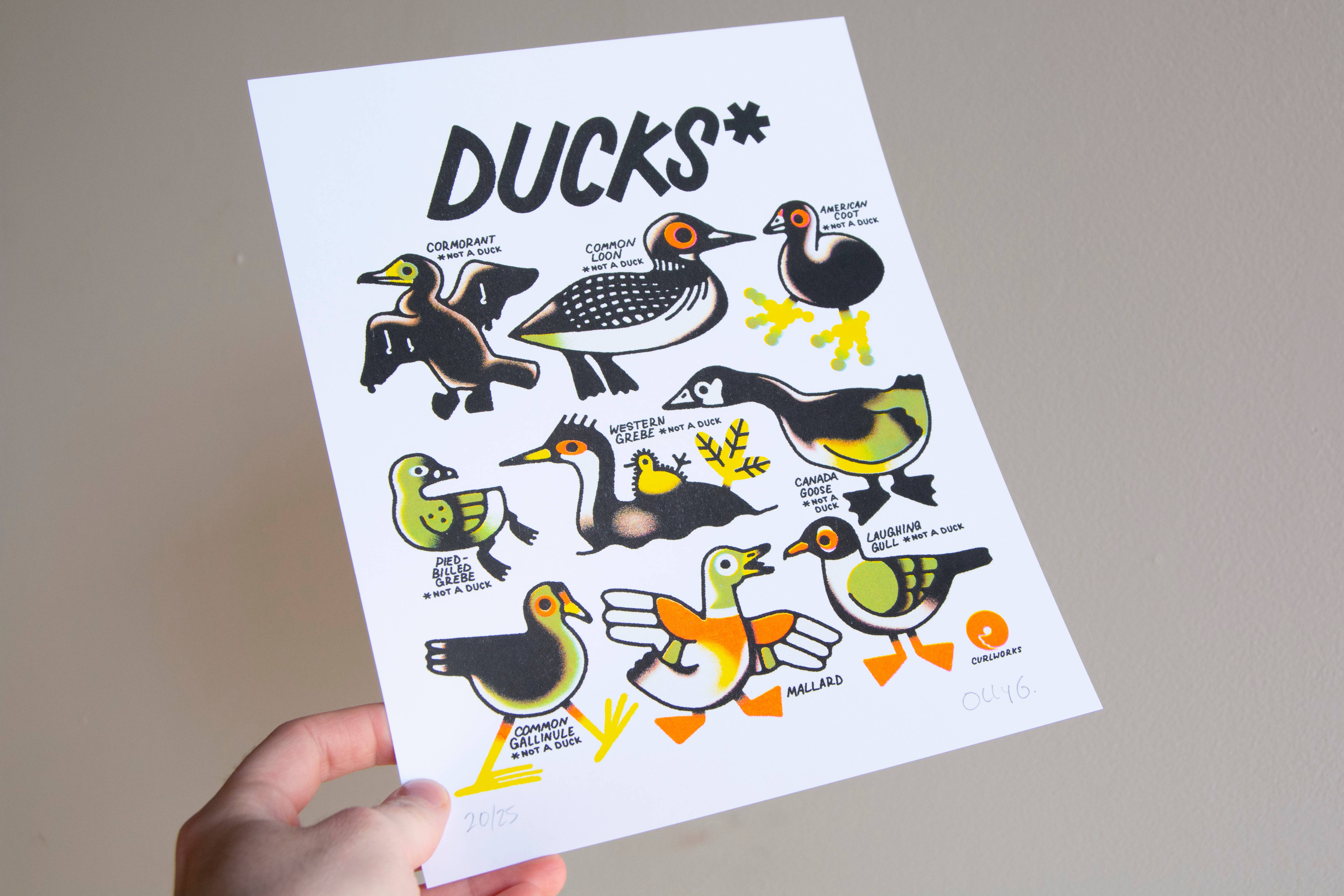 Curlworks – wholesale Art print – Ducks (not a duck) - 8x10" Risograph Print4