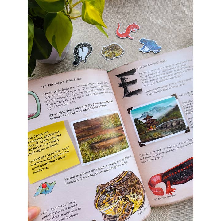 Alphabet of Amphibians Field Guide Hard Cover Picture Book for wholesale by To Draw Attention