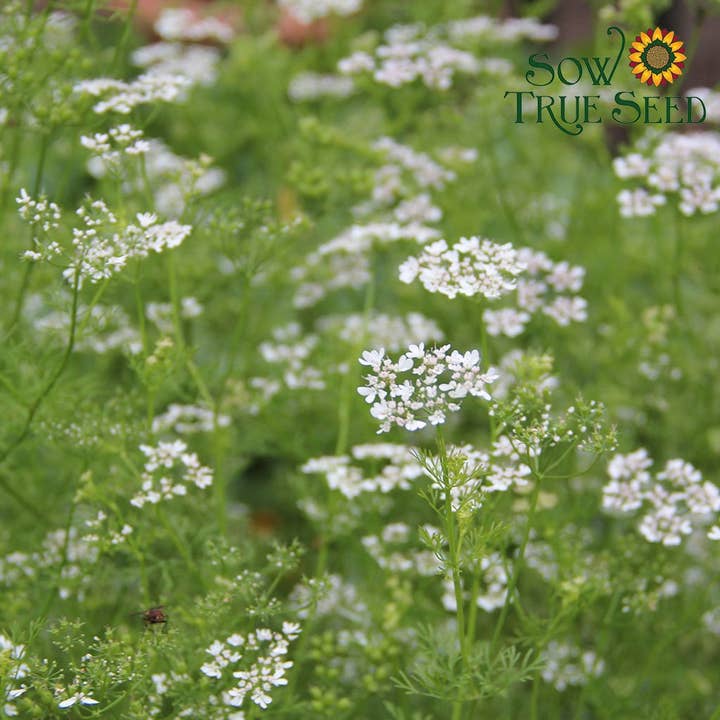 Sow True Seed - Wholesale Plant Seeds - Cilantro Seeds, ORGANIC