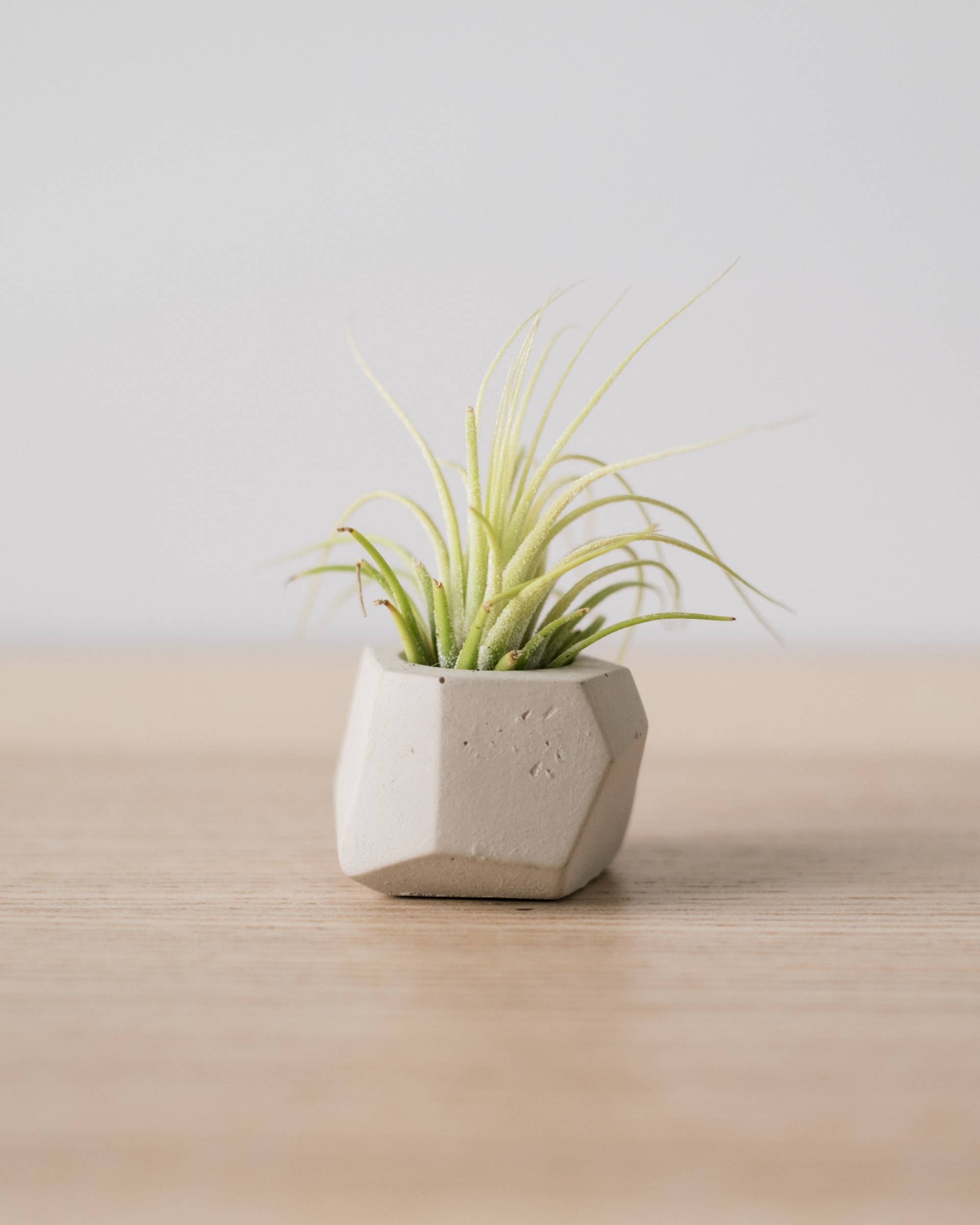 Concrete Days - Wholesale Plant Pot - Tiny Geo Airplant Holder6