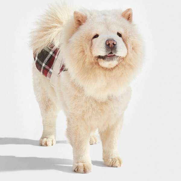 ARISTOPET – wholesale Ytterkläder - Hund – HUNDROCK LÖV16