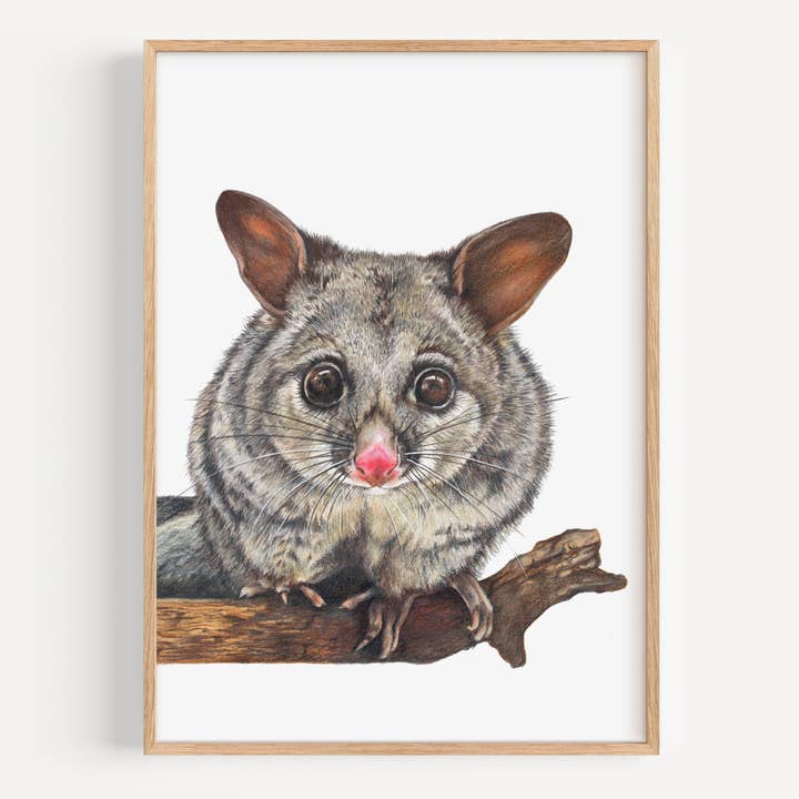 Bürstenschwanz-Opossum - Kunstdruck für den Großhandel von Hayley Wilson