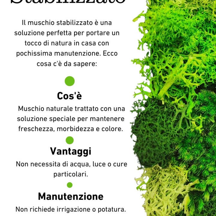 REMOVED BRAND - Wholesale Wall Accent - Rectangular Frame of Stabilized Moss and Lichens "Medusa's Moss" size 14.5x24.52