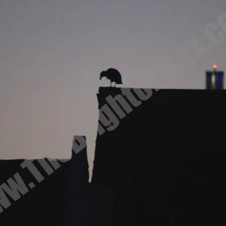 Salto de fe para venta al por mayor de The Brighton Box