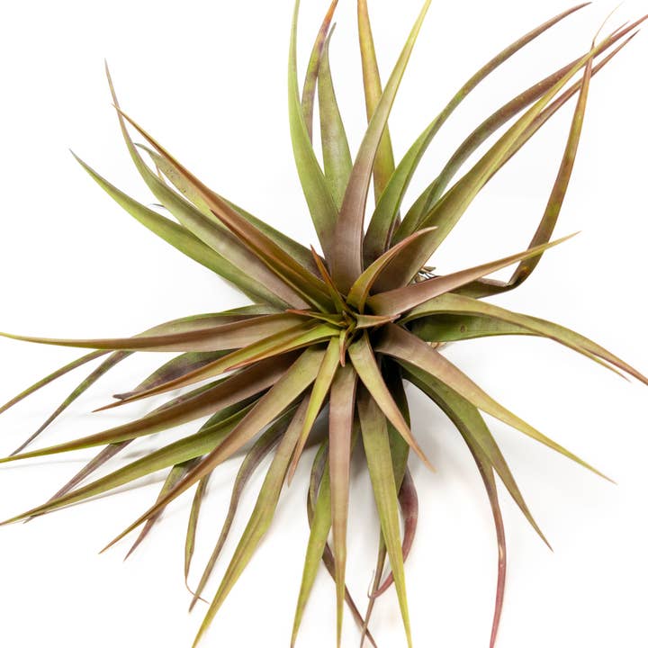 Air Plant Shop - Wholesale Live Plant - Tillandsia Novakii Air Plant