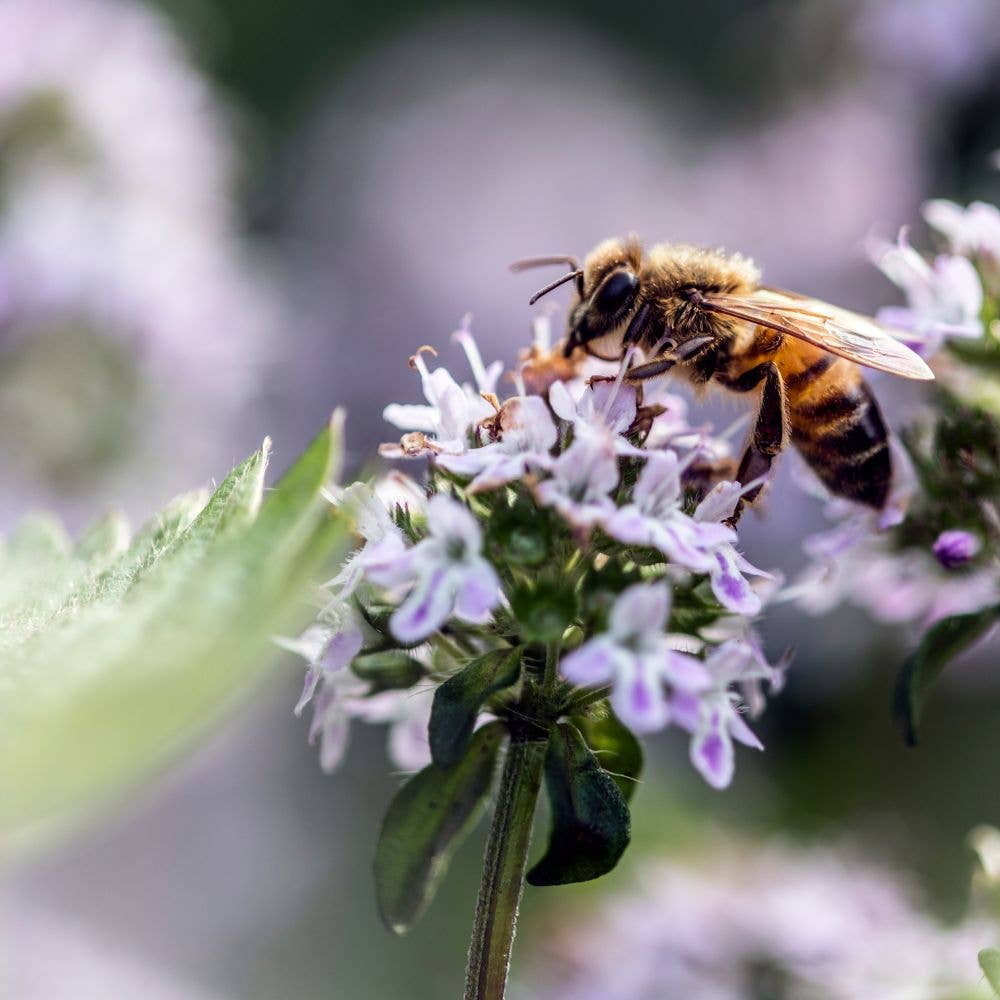 L'ABELLA MIEL - Wholesale Honey - L'Abellamel Pack Of 4 Honeys Of 50G Each With Spoon3