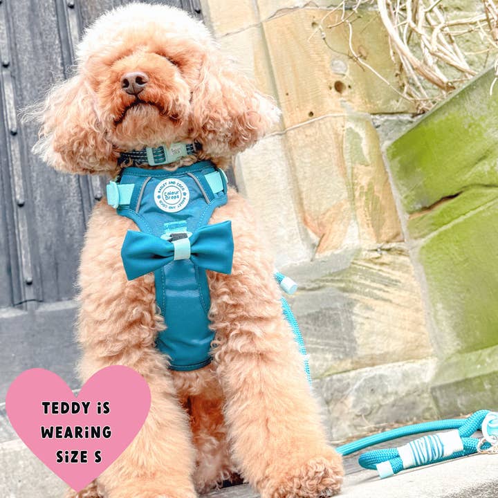 Bailey and Coco - Vente Harnais – chien - Harnais pour chien Trail & Glow - COLOUR DROPS® - Ice Teal16