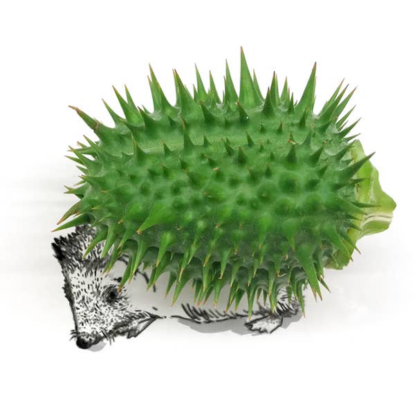 Lütteblüten - Vente Carte de vœux classique - concombre hérisson1