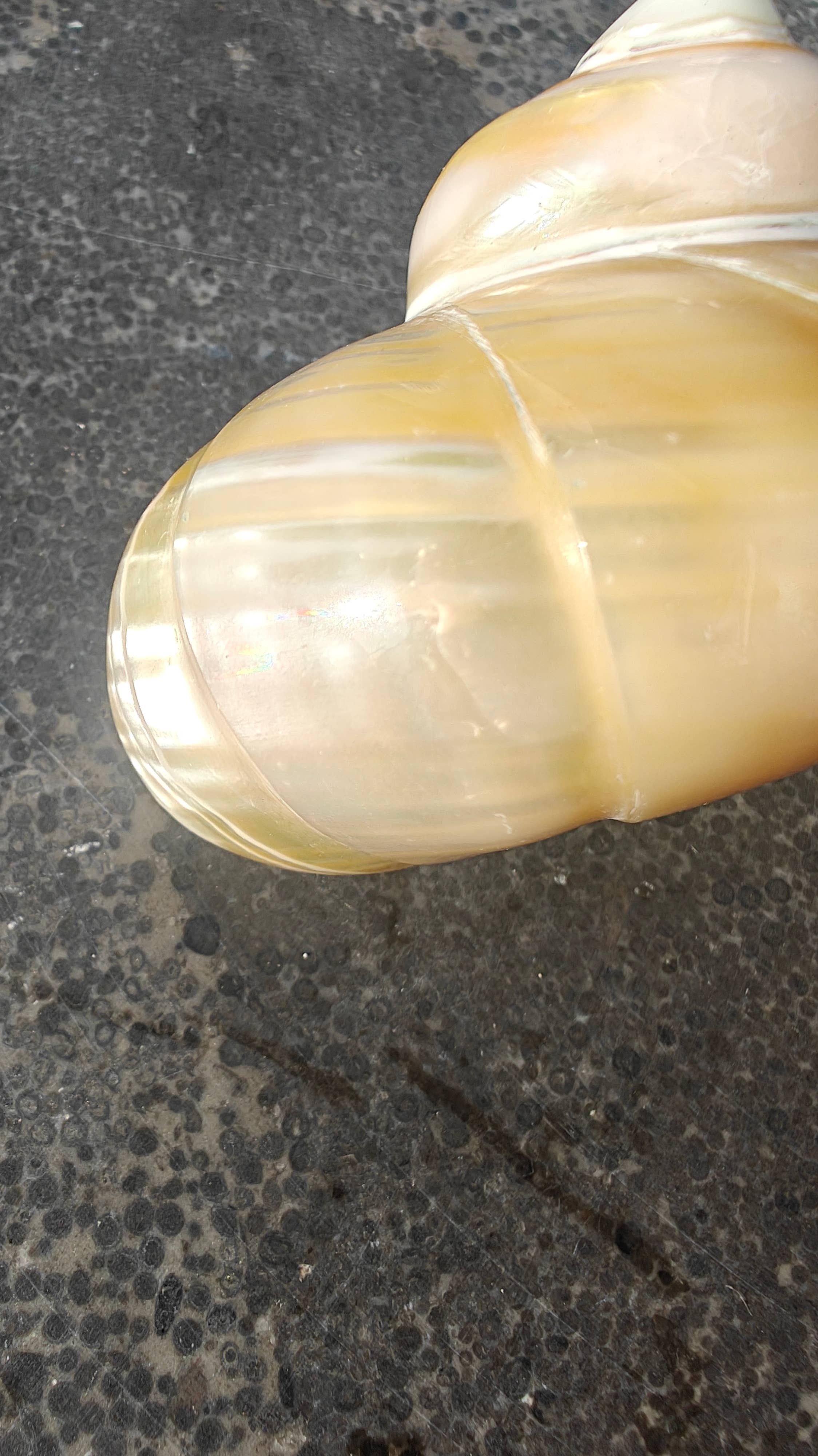 Product Import Holland - Wholesale Decorative Tabletop Object - Talembu Ukir - shells - decoration - beach - boho4