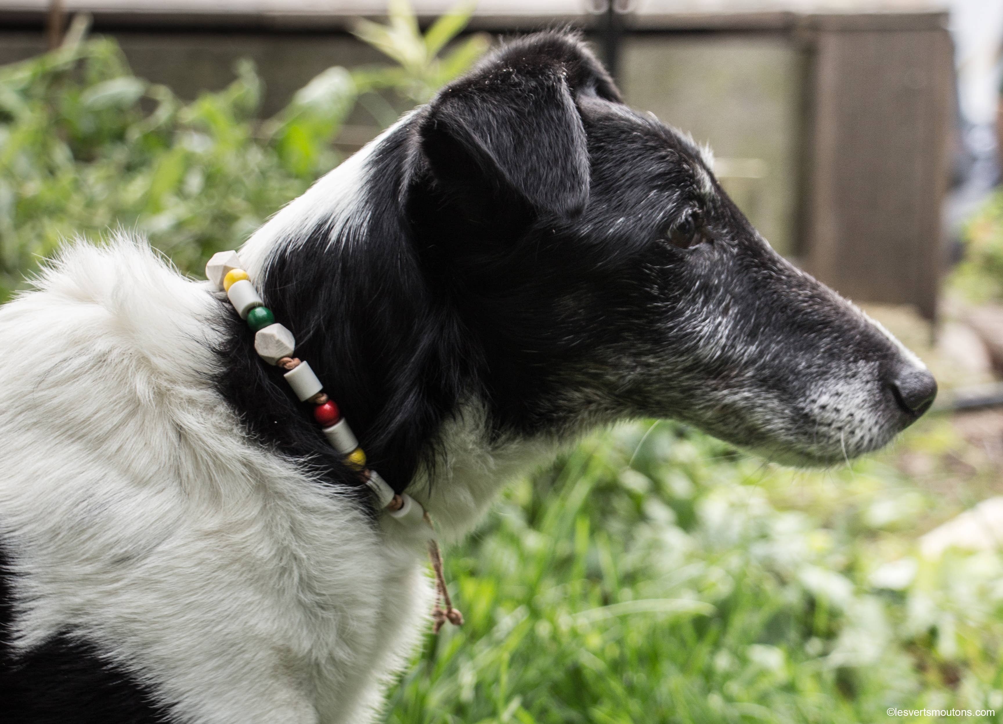 Les Verts Moutons – wholesale Pet collar – Cat/dog – Leather tick collar - XS to XL3