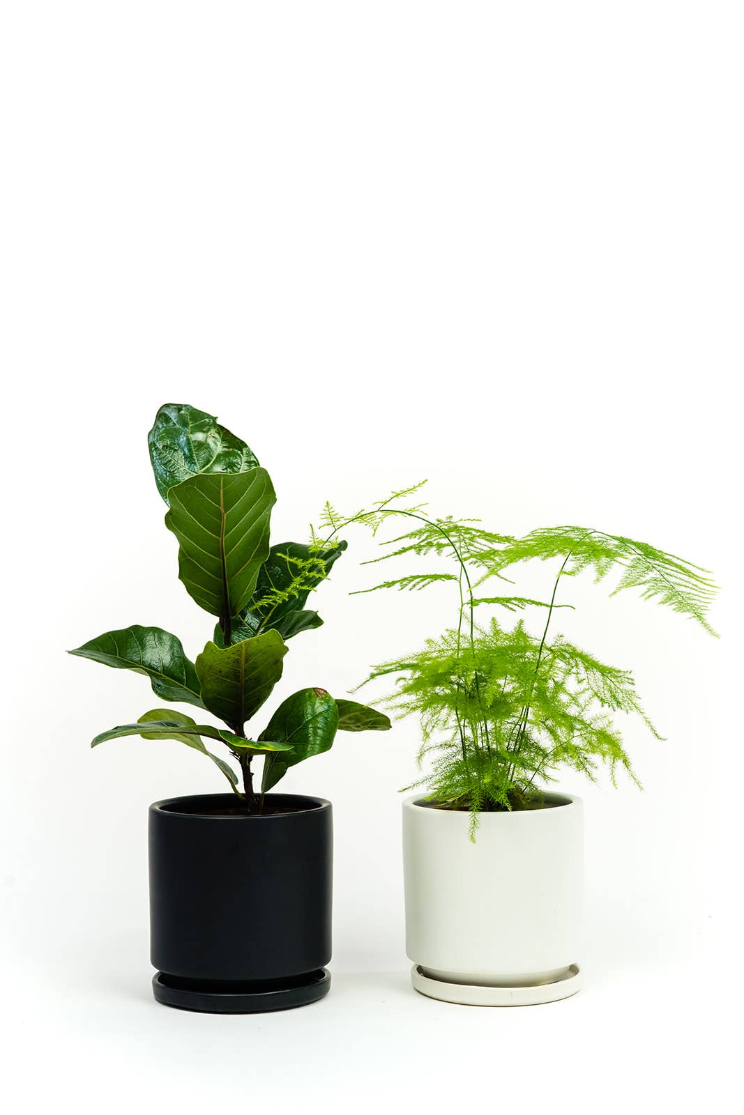 Momma Pots - Wholesale Plant Pot - 8.5" Gemstone Cylinder Pots with Water Saucers24