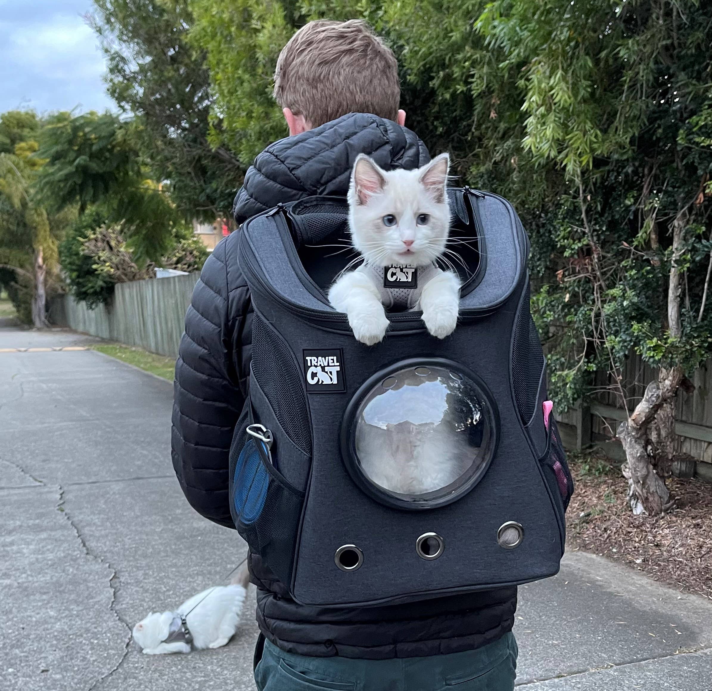 Fat cat 2025 cat backpack