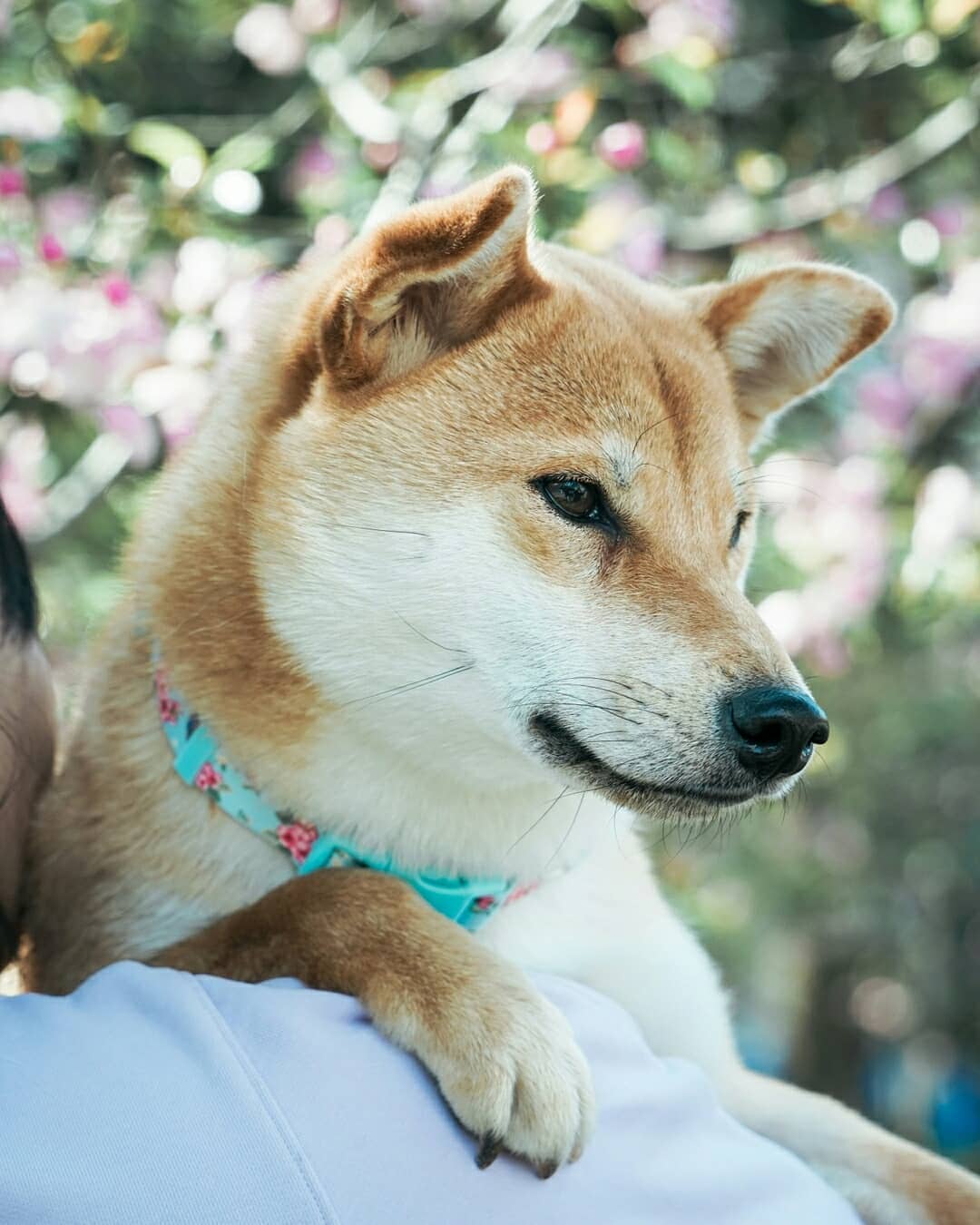 Blueberry Pet - Wholesale Halsband - Hond - Lichtgewicht verstelbare hondenhalsband met lente bloemenpatroon19