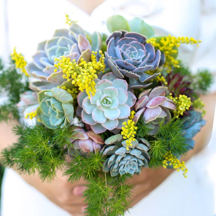 Best Plant Friend - Wholesale Succulent - Rosette Succulent Tray - 64 Live Bulk Succulents - 8 Species