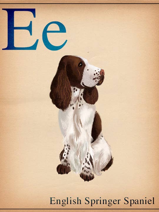 Lámina artística de perros de la A a la Z, Springer Spaniel inglés para venta al por mayor de Brian Rubenacker studios