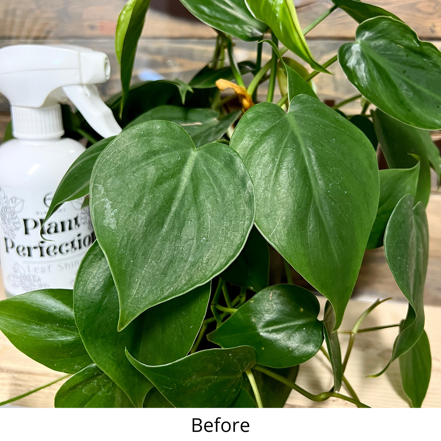 Elm Dirt - Wholesale Fertilizer - Plant Perfection- A Plant Shine5