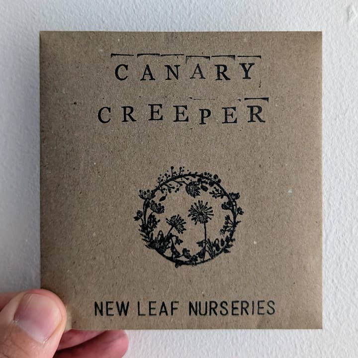 Canary Creeper Seeds for wholesale by New Leaf Nurseries