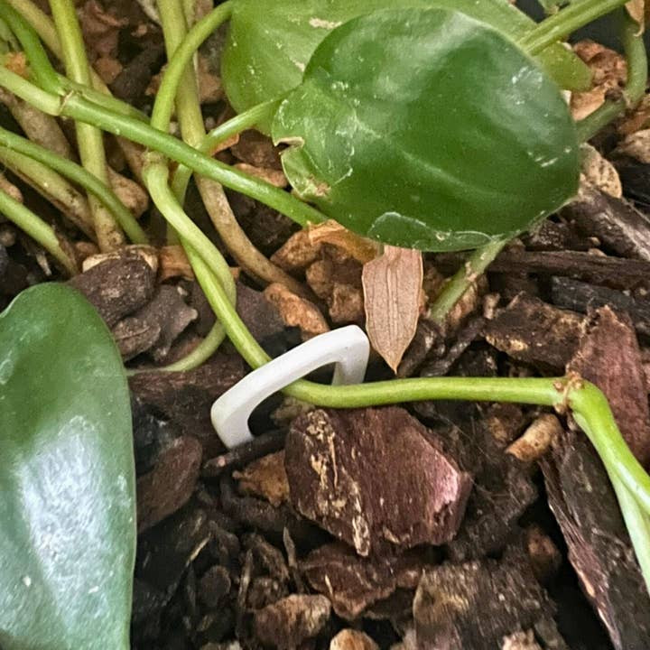 Floraform Creations - Wholesale Garden Tool - Propagation Pins with Teeth for Vining Plants, Plain Design3