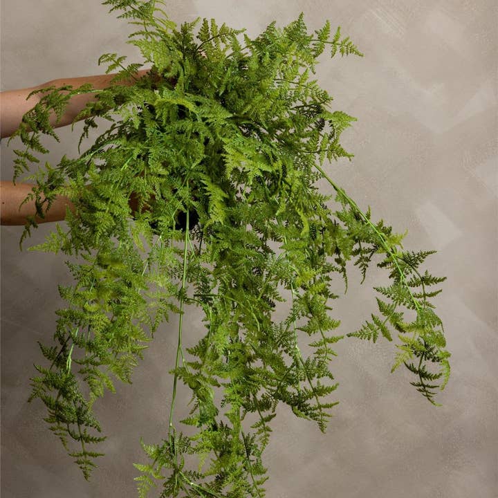 Prédécoupé - Fougère Plumosa Real Touch à suspendre (Paquet/02) pour la vente par Audrey's Home & Gift