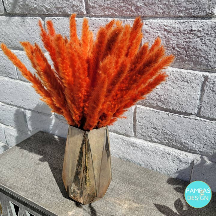 Pampas Design – Großhandel Getrocknete/gepresste Blumen – Hellblaues Pampasgras 30 Stängel