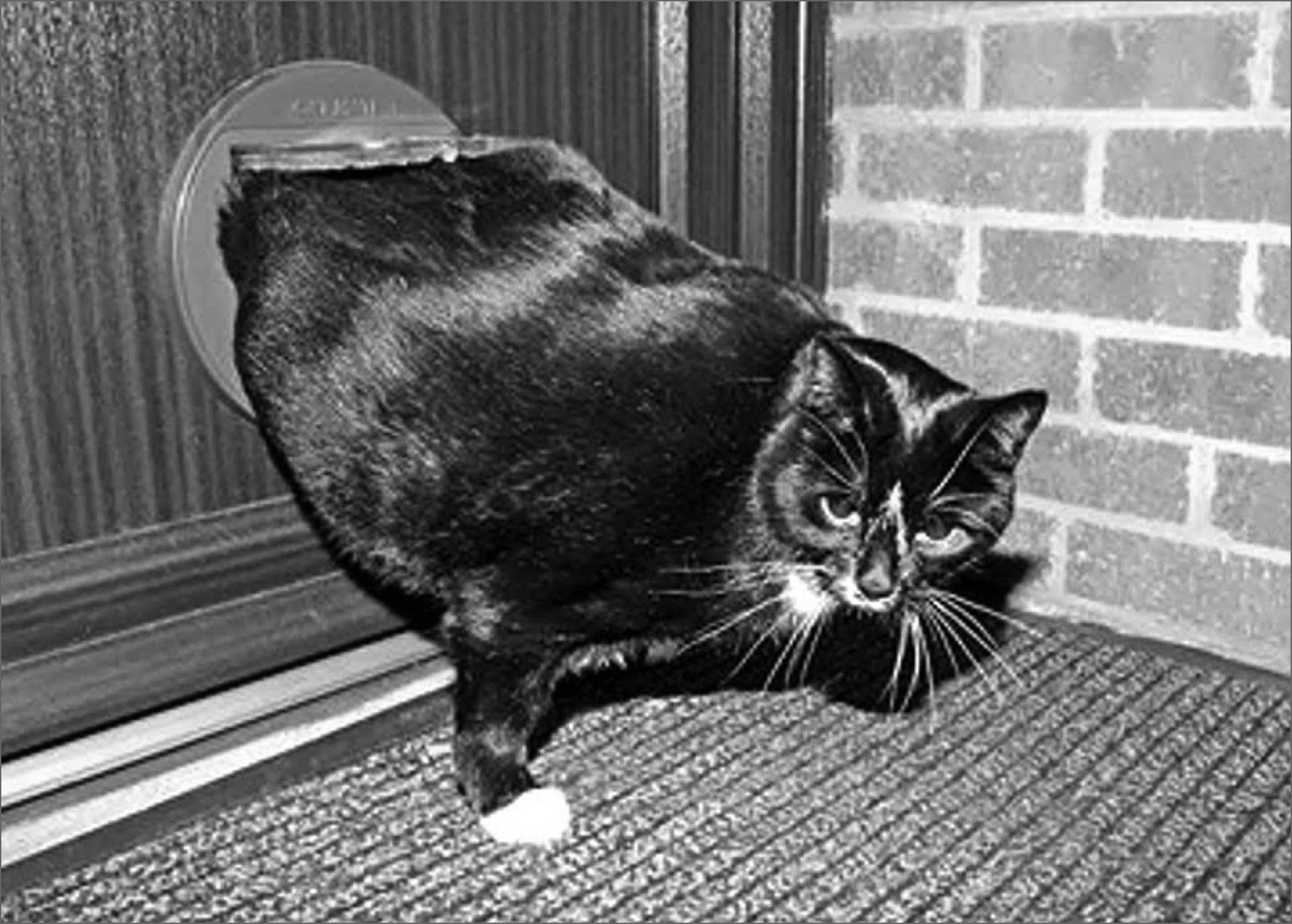 Retrospect Greeting Cards – wholesale Everyday greeting card – Fat Cat0