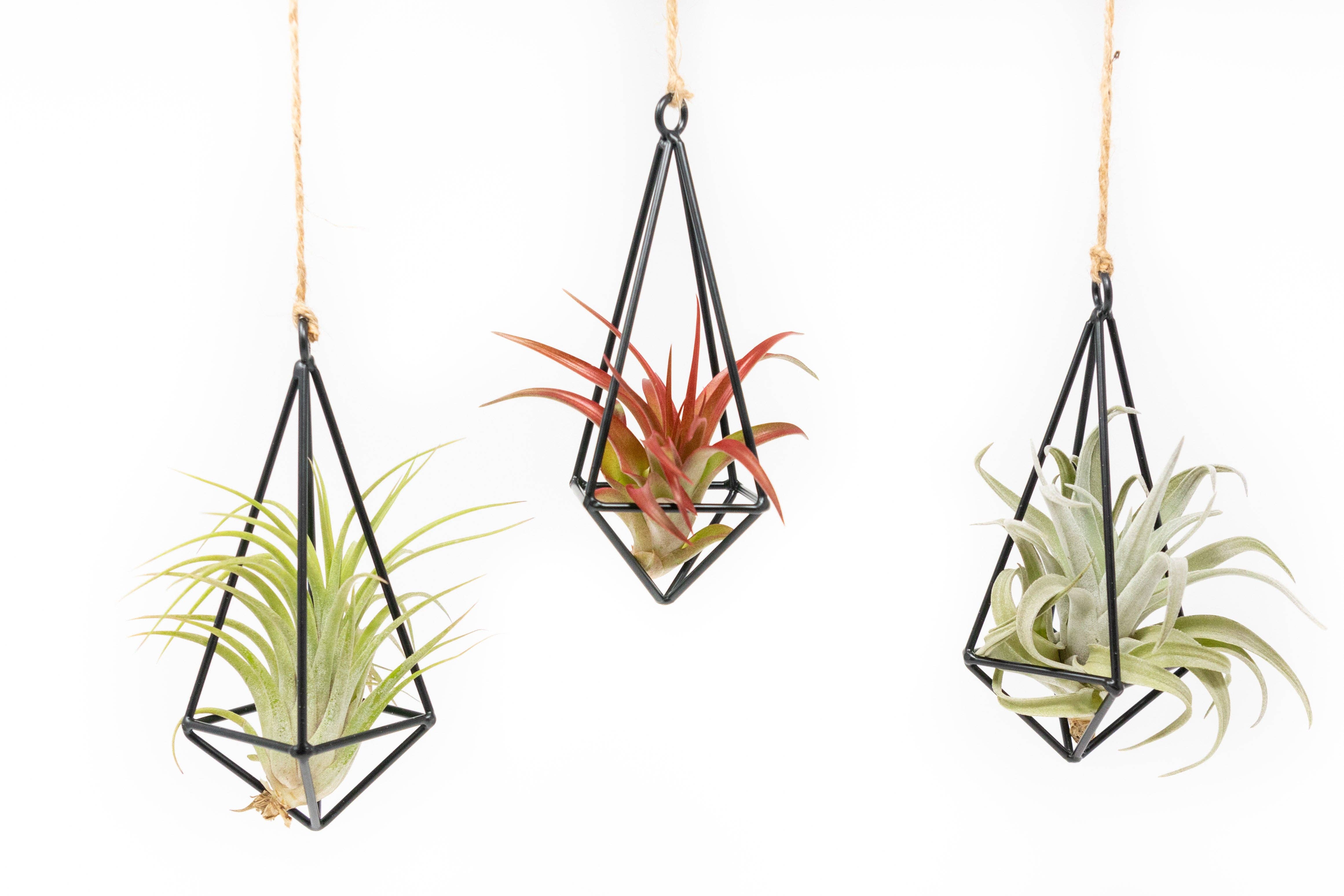 Air Plant Shop - Wholesale Hanging Planter - Hanging Metal Pendants with Tillandsia Air Plant