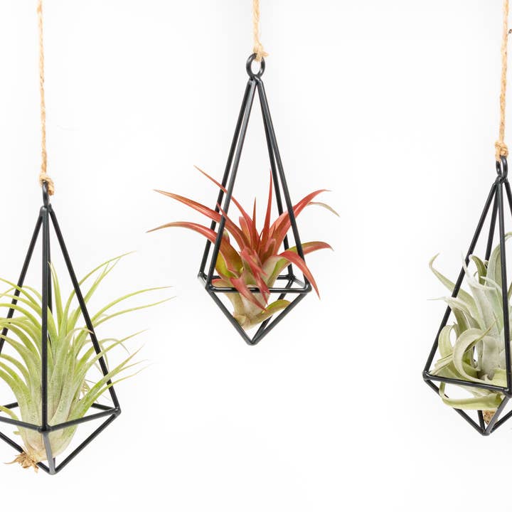 Air Plant Shop - Wholesale Hanging Planter - Hanging Metal Pendants with Tillandsia Air Plant