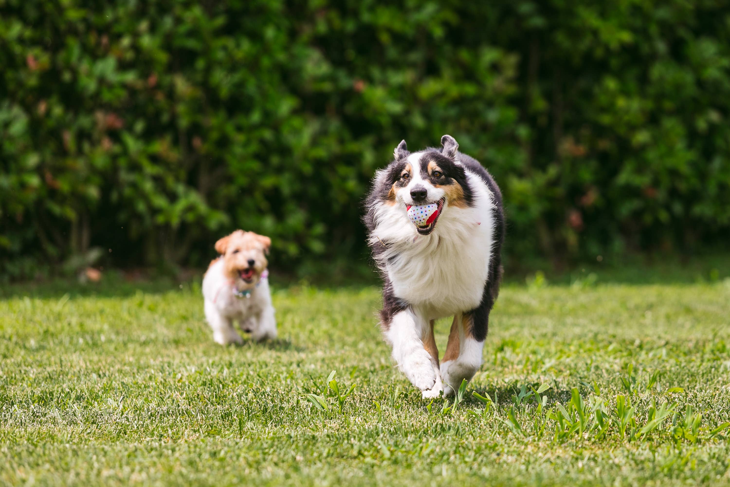 Croci S.p.A. – wholesale Hundboll - Hund – Croci Party Tennis boll för hundar, 3-pack med färgglada prickar1