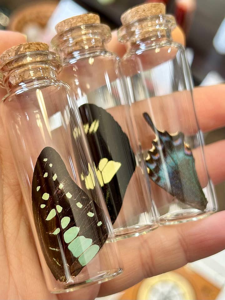 Vial de ala de mariposa para venta al por mayor de Mz. Jones’ Curio, Inc.