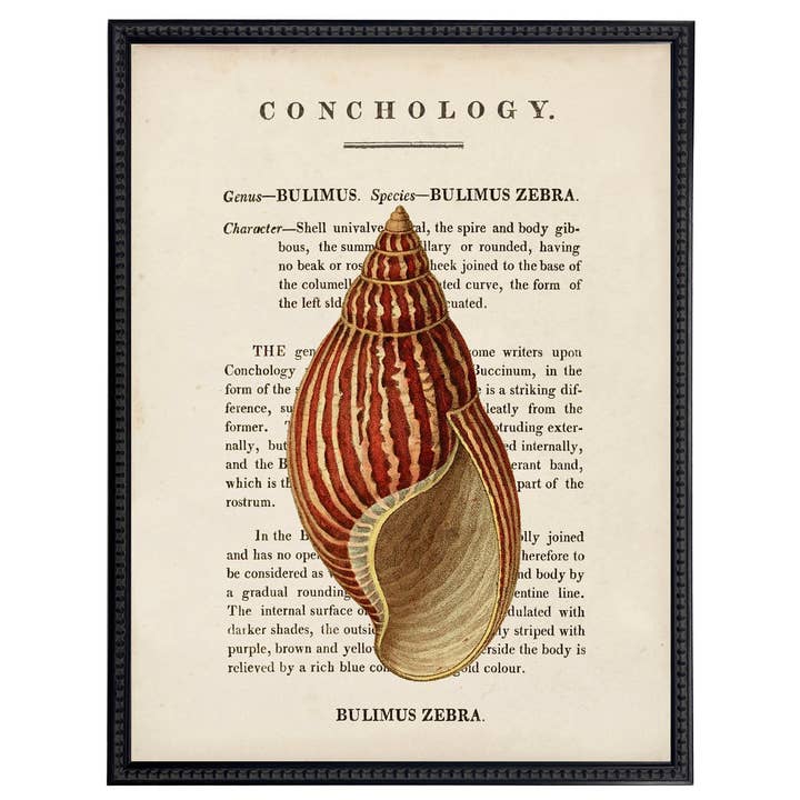 Illustrazione a forma di conchiglia vintage incorniciata sulla pagina di descrizione del libro D per la vendita all'ingrosso da parte di Antique Curiosities Inc