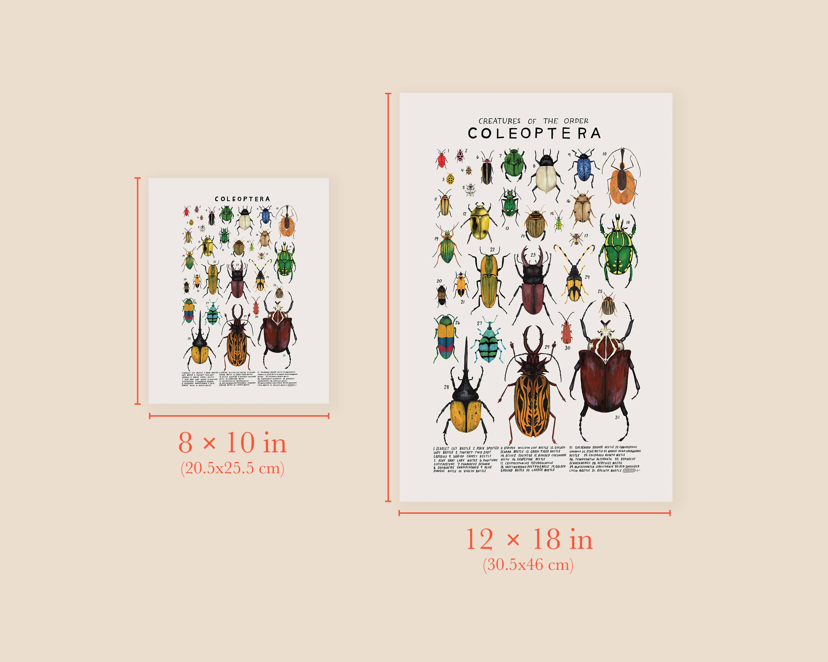 Kelzuki - Wholesale Art Print - Coleoptera: Beetles2