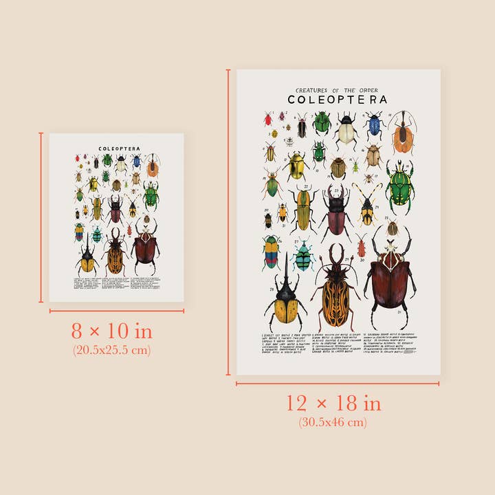 Kelzuki - Wholesale Art Print - Coleoptera: Beetles2