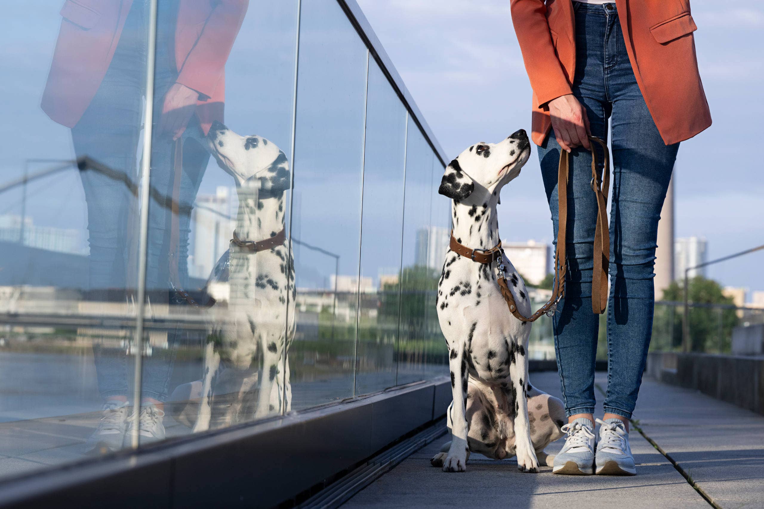 LABONI - Volentis GmbH - Vente Collier – chien - Collier pour chien GIRO en cuir souple à prise ferme3