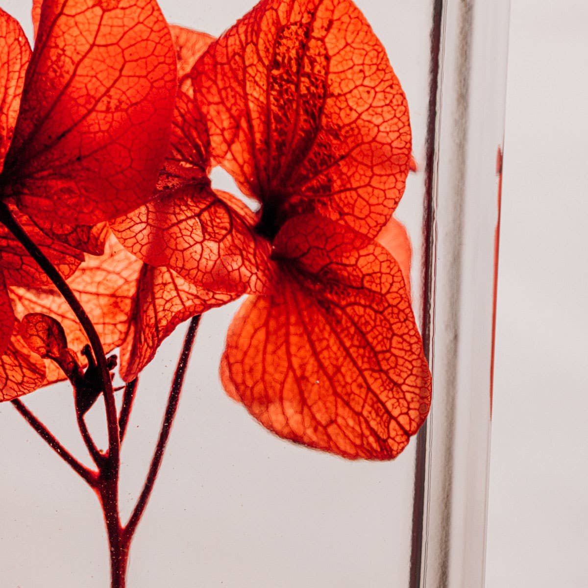 Theophile Berthon - Vente Plante - L'Herbarium Hortensia rouge Passion éternel13