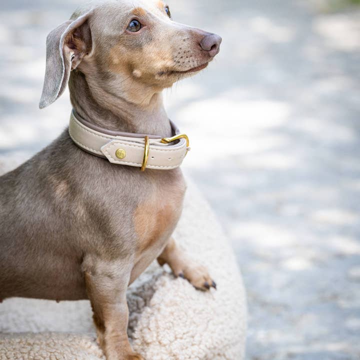 AMICI Dog Collar IVORY for wholesale on Faire
