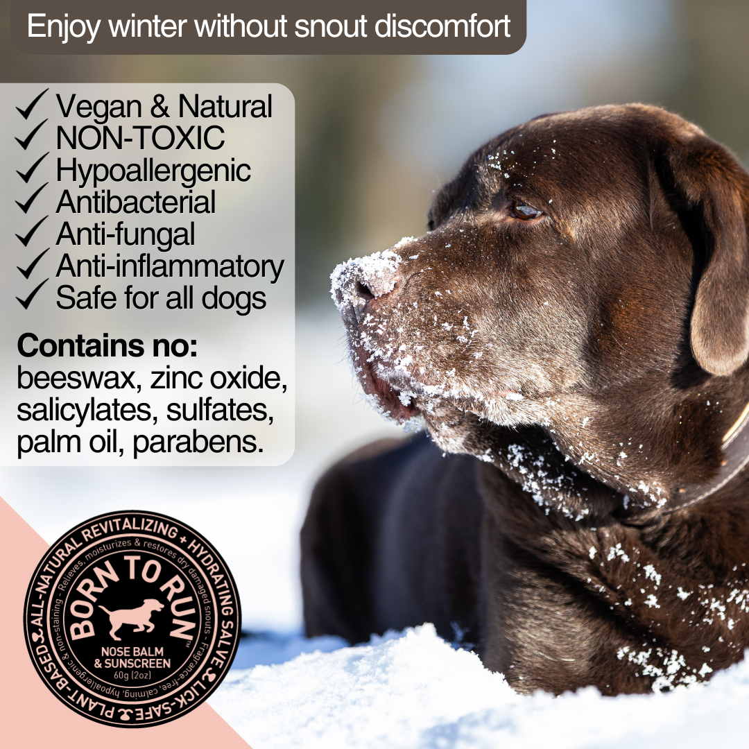 BORN TO RUN DOGS - Wholesale Pet Balm - Dog - Healing Soothing NOSE BALM & Cold Wind Sun Protection 60g4