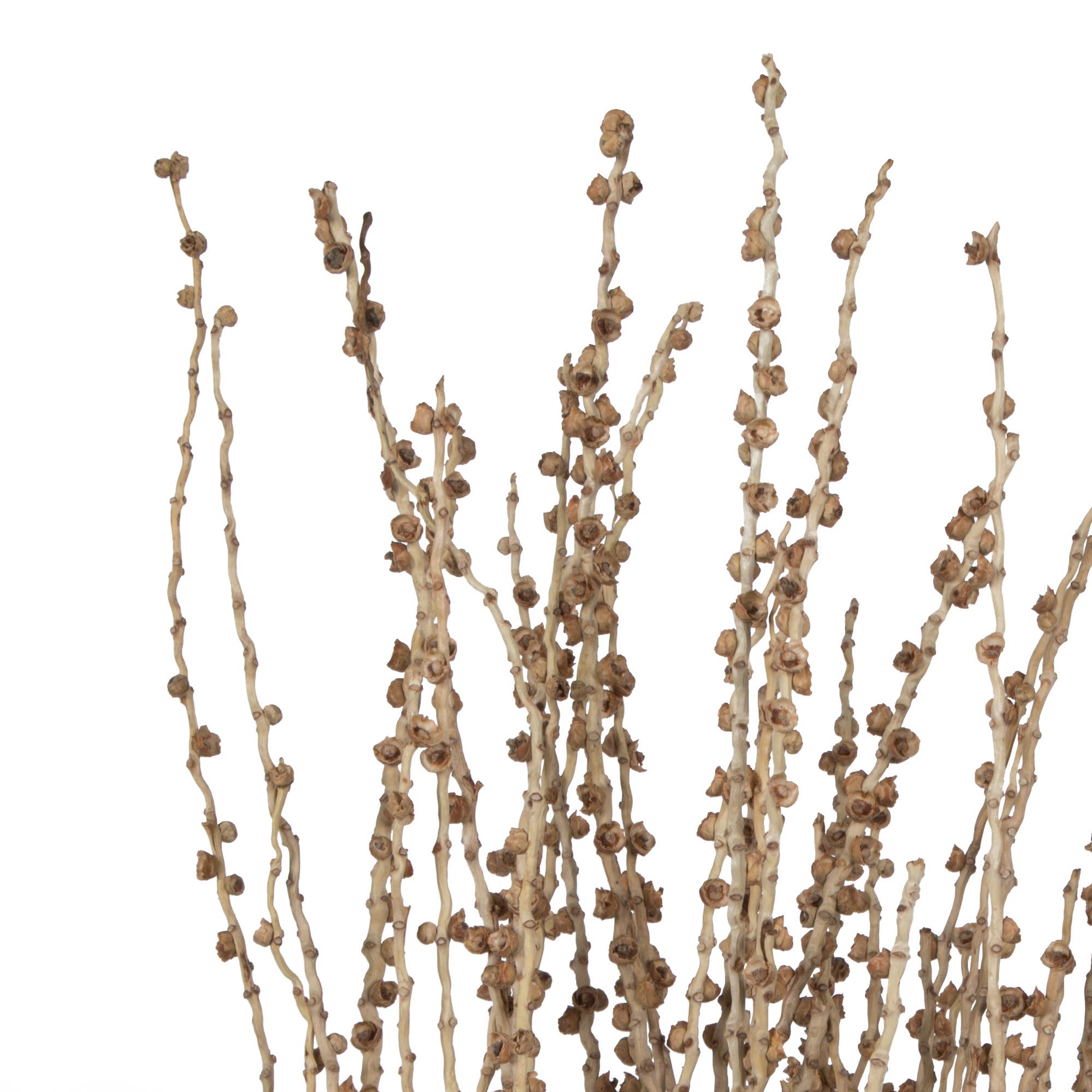 Vickerman 36-38" Natural Deglet Nour Branch Bundle for wholesale on Faire2