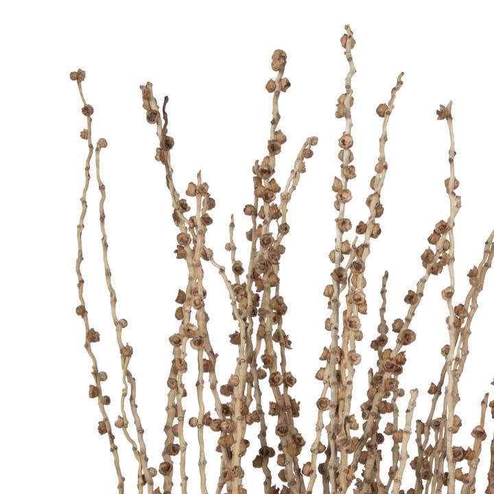 Vickerman 36-38" Natural Deglet Nour Branch Bundle for wholesale on Faire2