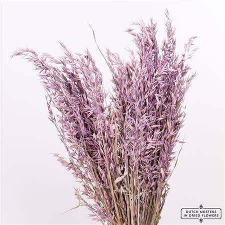 Dutch Flower Studio - Wholesale Dried/Pressed Flowers - Avena - oat grass - 70 cm - dried flowers6