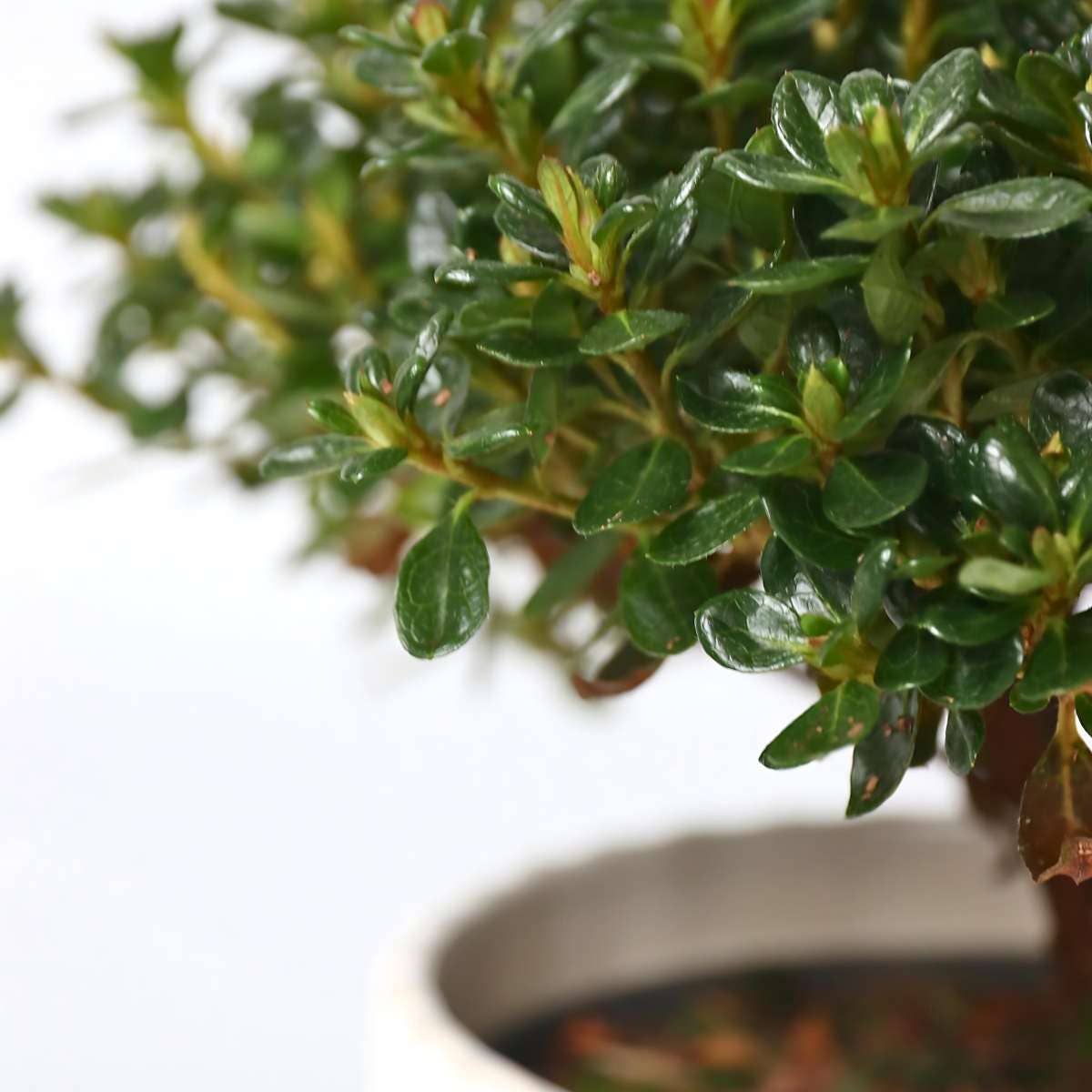 Oasis of Life - Wholesale Live Plant - Rhododendron Azalea – 4 plants Rhododendron Azalea ‘Anouk’ – Japanese Azalea with pink flowers – Evergreen & hardy – Ideal for garden, balcony & pots – Easy to care for & compact – Height 25–40cm – Ø17cm5