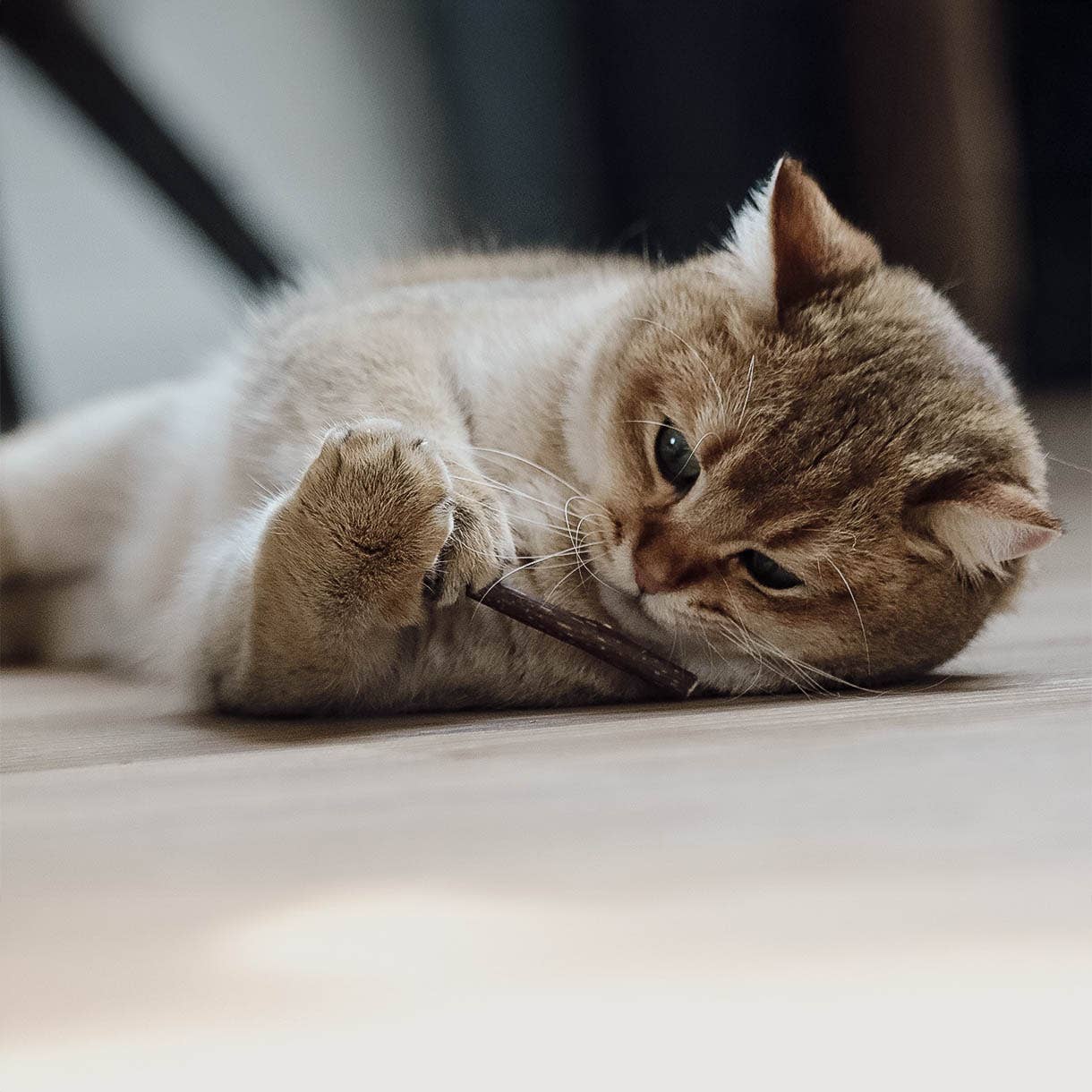 ne&no – Engroshandel Legetøj - Kat – ne&no® Matatabi pinde til katte - sæt med 3 - i gaveæske12